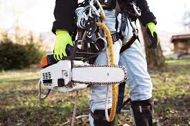 Call the drain doctor and we will root out your drain pain: Tree Removal Saskatoon Home Facebook