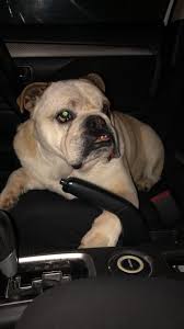 Kangaroos spotted in Rutherford and Telarah