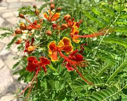 Dwarf yellow poinciana, caesalpinia pulcherrima are very easy to grow tropical trees that and seem to grow best when neglected. Caesalpinia Pulcherrima Syn Poinciana Pulcherrima Gardensonline