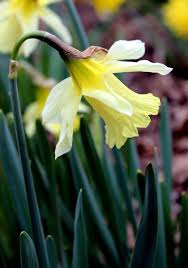 W P Milner Daffodil 1869 Oldhousegardens Com Daffodil Bulbs Daffodils Spring Plants