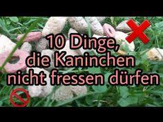 Pin Auf Hasen