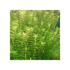 Image result for Rotala capensis