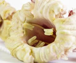 Image result for Oroxylum