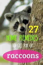 Homeremedyhacks Getting Rid Of Raccoons Raccoon Raccoon Repellent