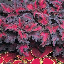 Image result for Coleus defoliatus