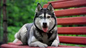 Related searches for husky puppy sale: Siberian Husky Price Temperament Life Span