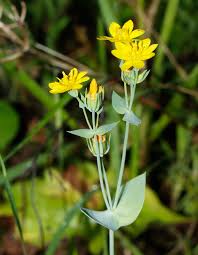 Image result for Congolanthus longidens