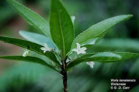 Image result for Launaea violacea