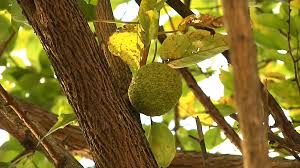 Image result for Maclura africana