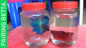 Preparing Betta Fish To Breed Youtube