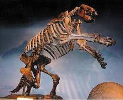 Maybe you would like to learn more about one of these? Eremotherium Laurillardi Giant Ground Sloth Skeleton Skeletons And Skulls Superstore