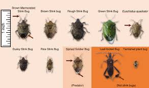 Of course, the best way to keep all insect pests out of your home is to keep the household spotlessly clean. Peach Insect Pests Home Garden Information Center