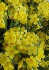 Image result for Gelsemium