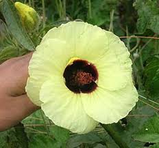 Image result for Hibiscus calyphyllus