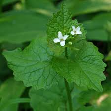 Image result for Setaria petiolata