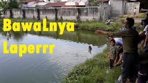 Mancing Bawal Lapar Youtube