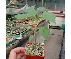 Image result for Sterculia africana