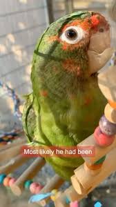 ⛔️Please help us help Fred⛔️ Fred continues to have difficulty with his  stump. We will never fully know what happened to Fred or his missing wing  but we do know that it