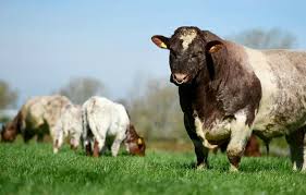 Bull Shorthorn Cattle Farm Cow Livestock Farming