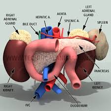 Pin On Medical