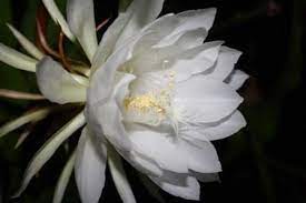 Learn cactus orchid growing tips. Night Blooming Cereus Queen Of The Night Orchid Cactus Epiphyllum Fragrant Plants Almost Eden