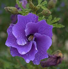 Australian Native Hibiscus Beautiful Flowers Unusual Flowers Hibiscus Flowers