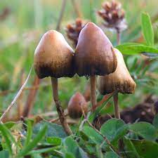 A natural substance found as the main ingredient in the peyote cactus. Psilocybin Mushroom Wikipedia