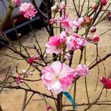 We did not find results for: Buy Peppermint Flowering Peach Tree From Ty Ty Nursery