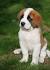 Long Haired St Bernard