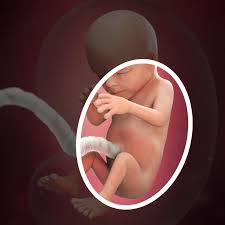 14 Weeks Pregnant Fetal Development Babycentre Uk