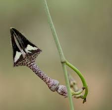 Image result for Ceropegia nilotica