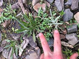 Image result for Senecio sp.no.3