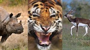 18 terrifying animals you are so glad are extinct (pictures) extinction is a very serious issue facing our world. National Endangered Species Day 2020 Here Are 7 Endangered Animal Species In India Education Today News