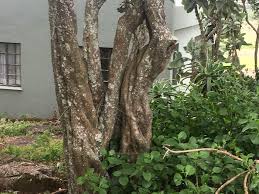 Image result for Canthium inerme