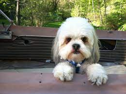 My Dog Simon The Only Japanese Chin Lhasa Apso Mix I Know Pet Dogs Dogs Lhasa Apso