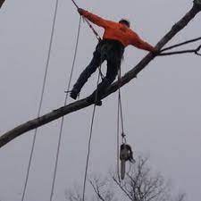 Maybe you would like to learn more about one of these? Monkey Business Tree Service Tree Service Grandview Tn Projects Photos Reviews And More Porch