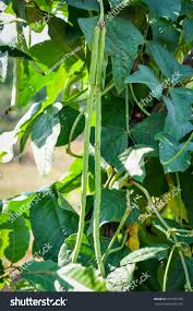 Image result for Vigna mildbraedii