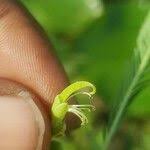 Image result for Aeschynomene sensitiva