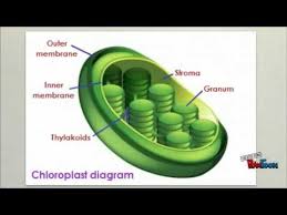 This entire process is known as photosynthesis and. Pin On Animaciones De Life Science