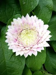 ป กพ นโดย คร จ ตร ใน thai flower ดอกไม