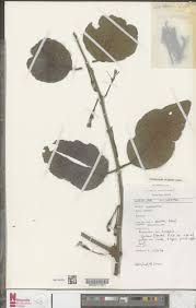 Image result for Phragmanthera capitata