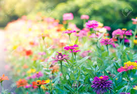 I love this flower very much. Beautiful Garden Flowers In Vintage Style Stock Photo Picture And Royalty Free Image Image 35059318
