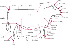 Beef Anatomy Beef Cow Beef Cattle Cattle