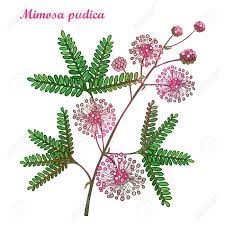Branch Of Outline Mimosa Pudica Or Sensitive Plant Or Touch Me Not Royalty Free Cliparts Vectors And Stock Illustration Image 93416046