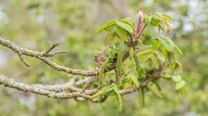 The black walnut tree is a large deciduous tree native to eastern north america that produces edible nuts in the fall. Walnut Juglans Regia British Trees Woodland Trust