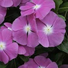 Pin On Annual Flowers