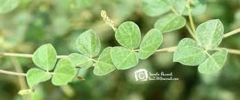 Image result for Rhynchosia totta