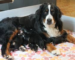 Chiot Bouvier Bernois Chiot Bouvier Bernois Bouviers Bernois Beaux Chiens