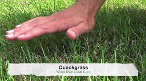 Coarse tall fescue is a perennial grass that is a dark green colored grass type that grows in the lawn all year long. Crabgrass Vs Quackgrass Or Tall Fescue Weedy Grasses Youtube