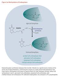 I'm taking theragran stress tablet one tab. Biotin Linus Pauling Institute Oregon State University